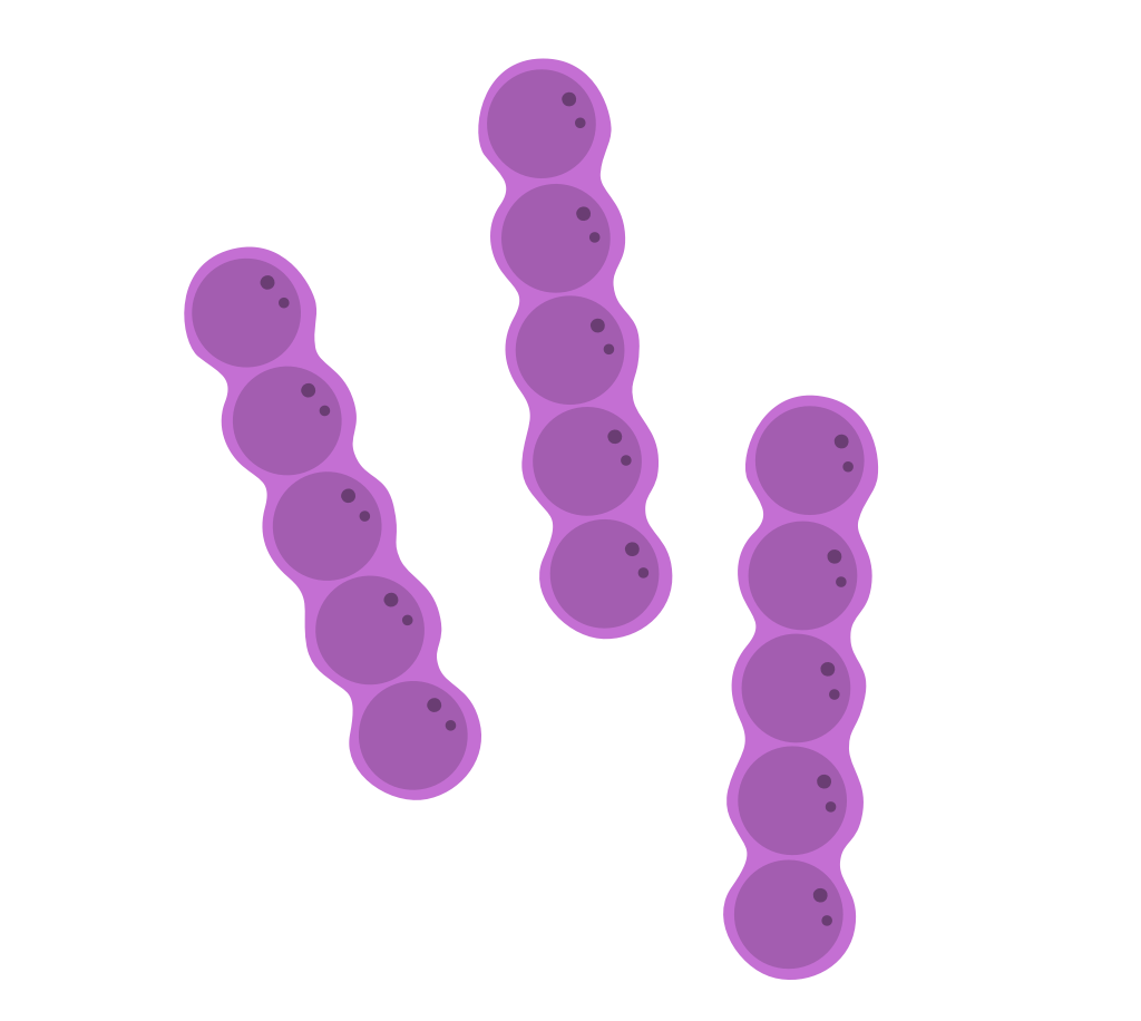 bacteria vector