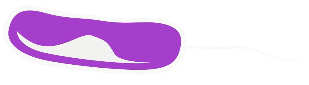 bacteria vector
