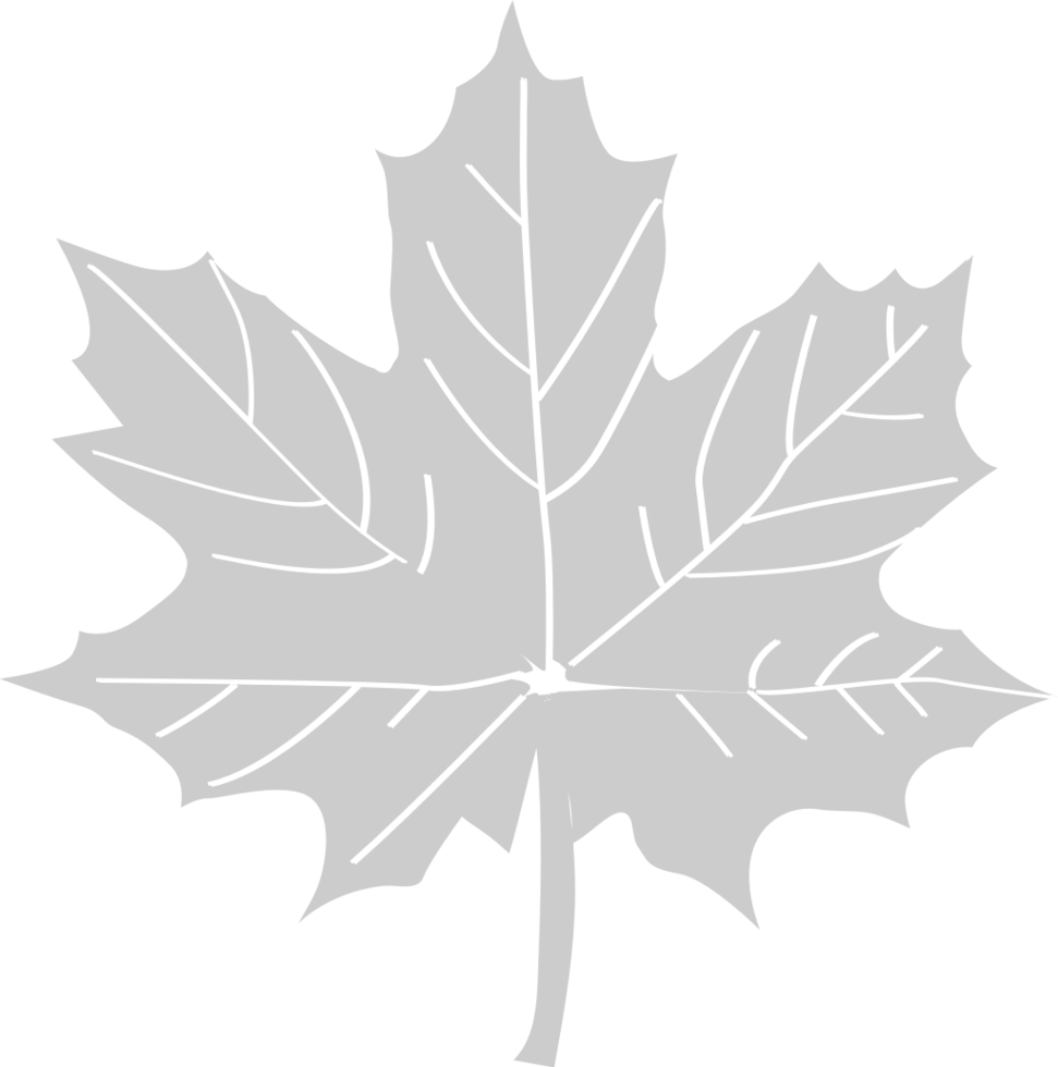 Maple Leaf vector