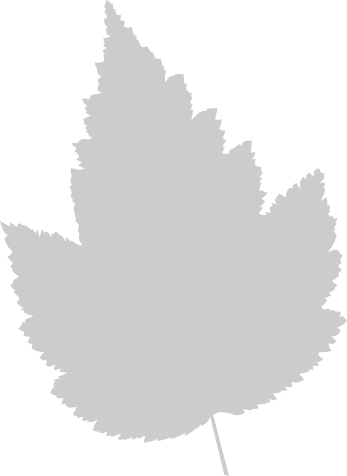 Maple Leaf vector