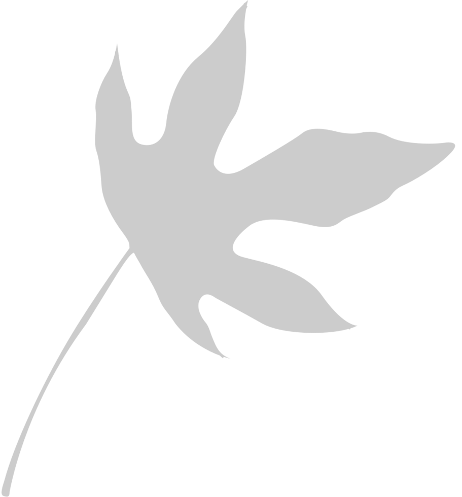 Maple Leaf vector