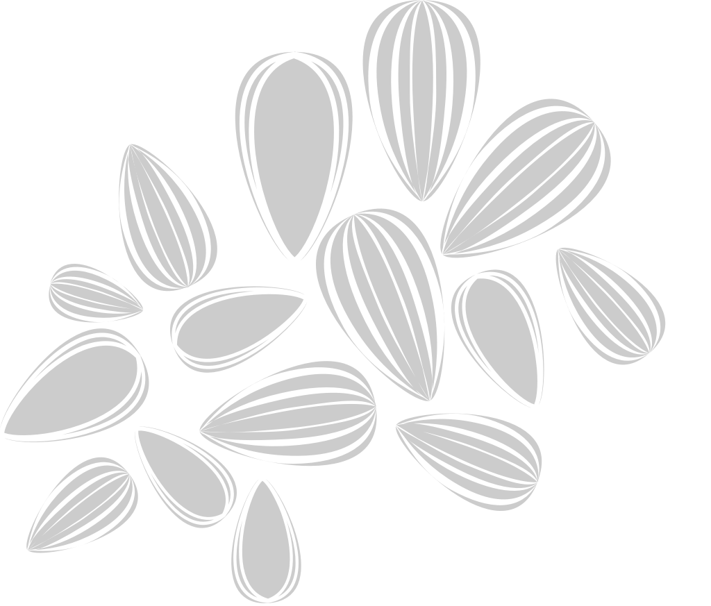 Sunflower Seed vector