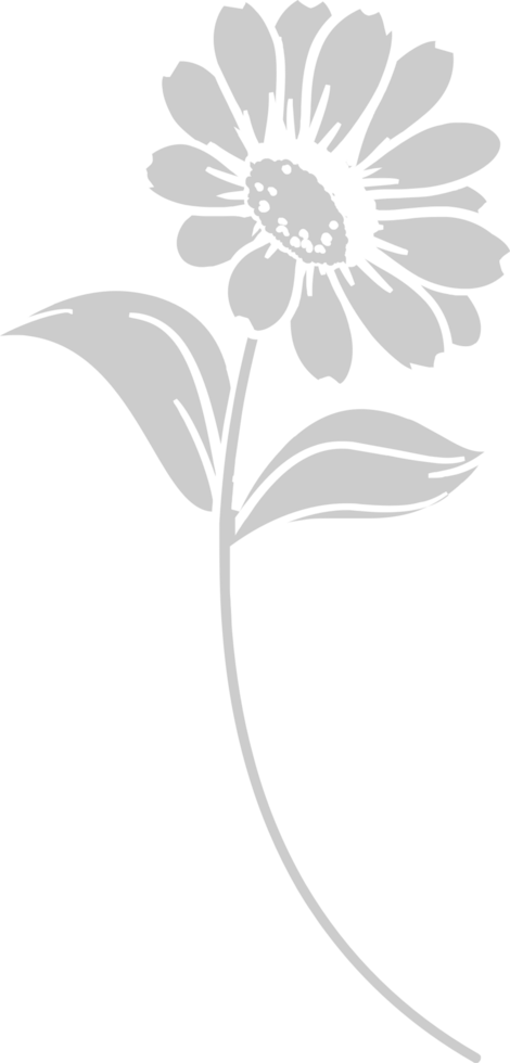 Sunflower  vector