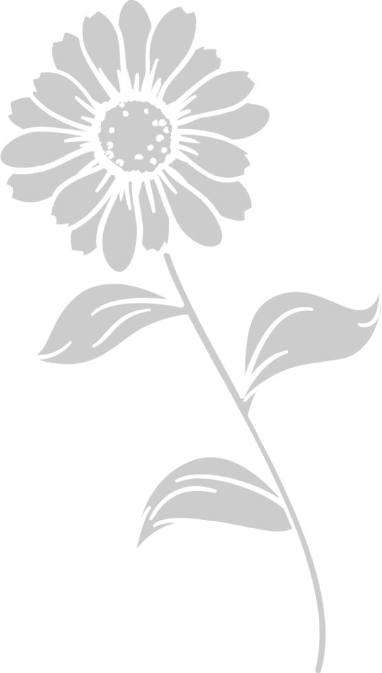 Sunflower  vector