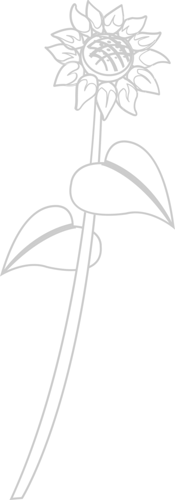 Sunflower vector