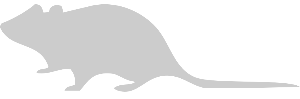 Mouse animal vector