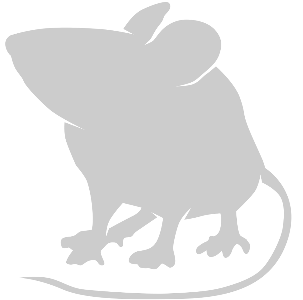 Mouse animal vector