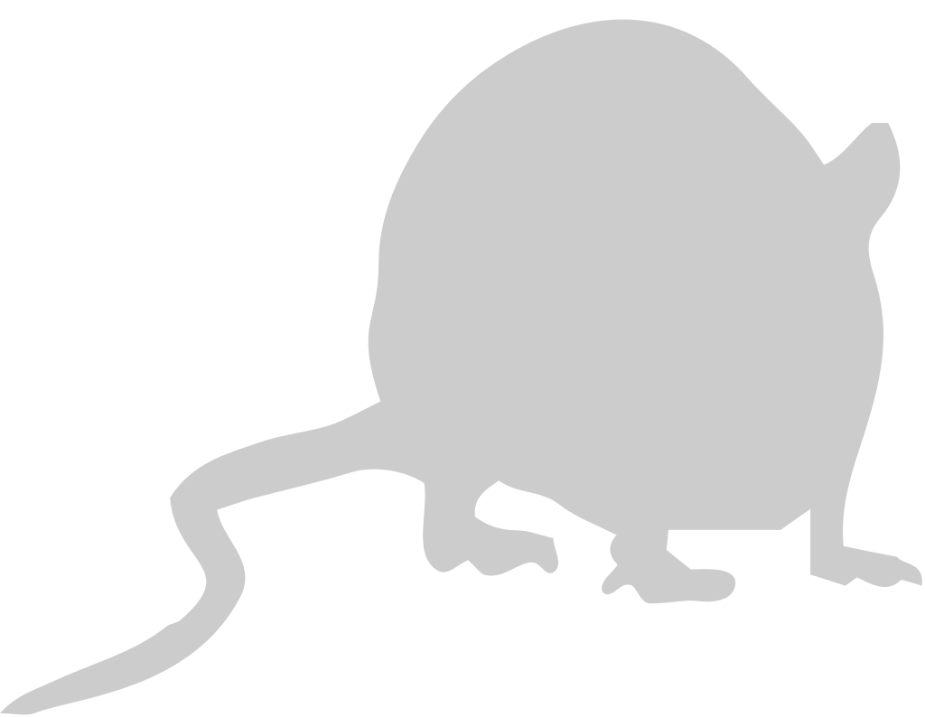 Mouse animal vector