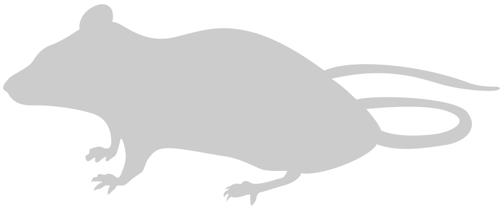 Mouse animal vector