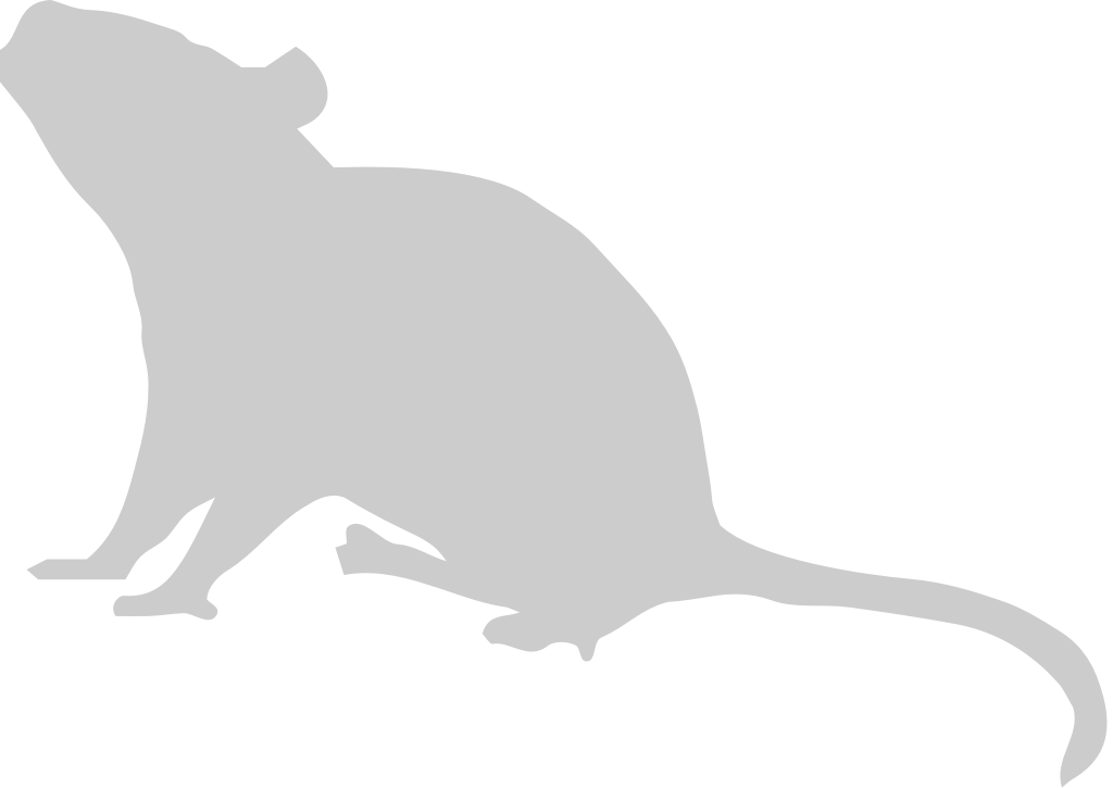 Mouse animal vector