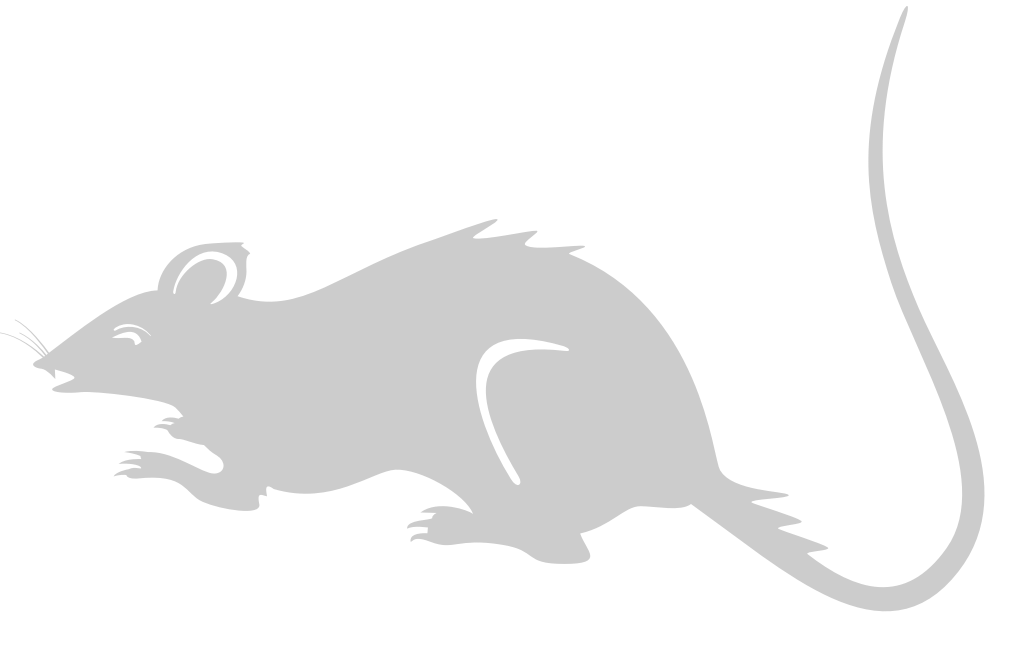 Mouse animal vector