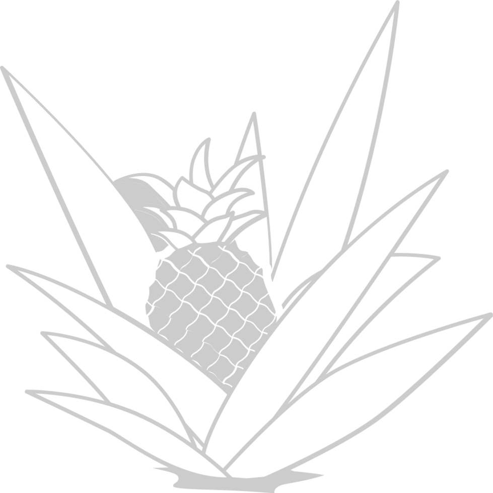 Pineapple outline vector