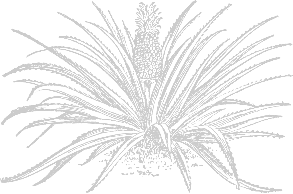 Pineapple sketch vector