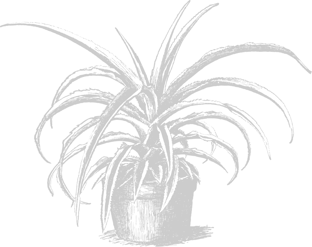 Pineapple sketch vector