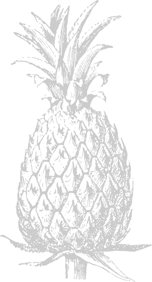 Pineapple sketch vector