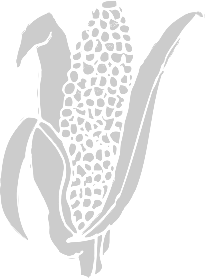 Corn farm vector