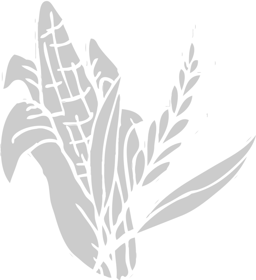 Corn farm vector