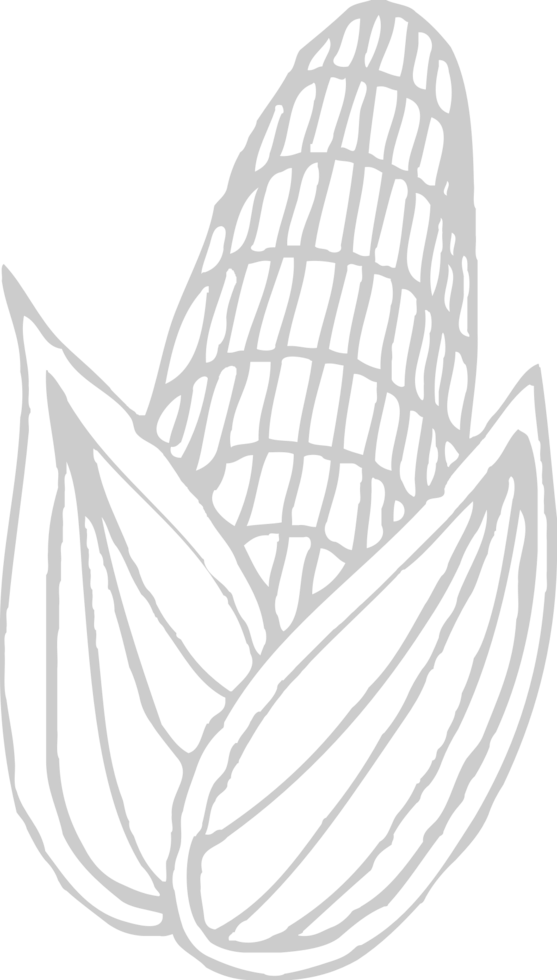 Corn farm vector