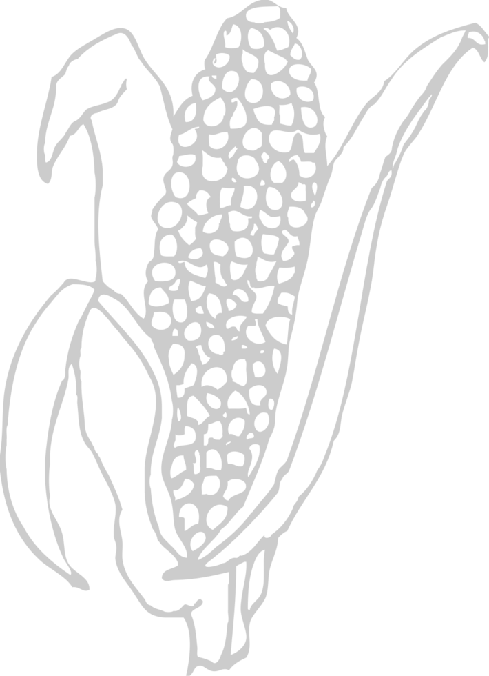 Corn farm vector