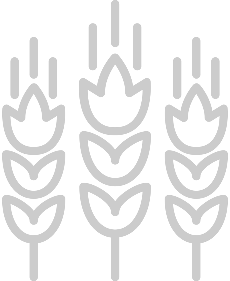 Farm wheat vector