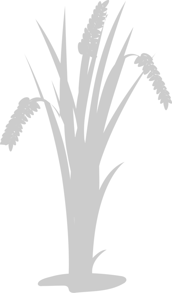 Farm wheat vector