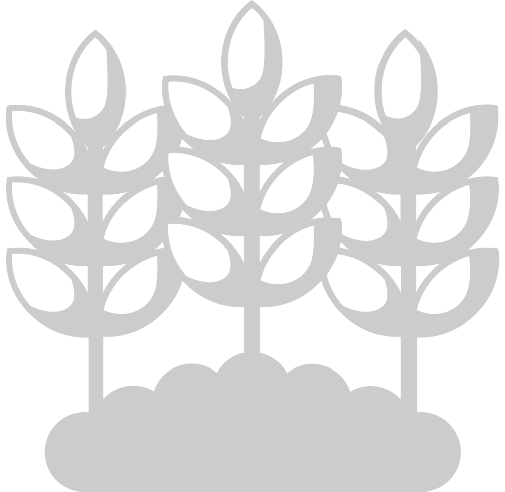 Farm wheat vector