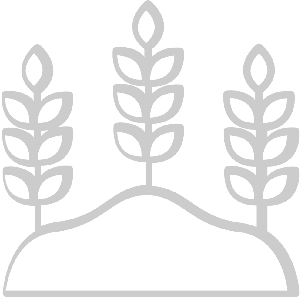 Farm wheat vector