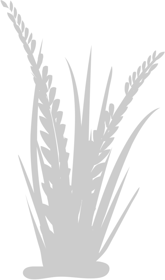Farm wheat vector