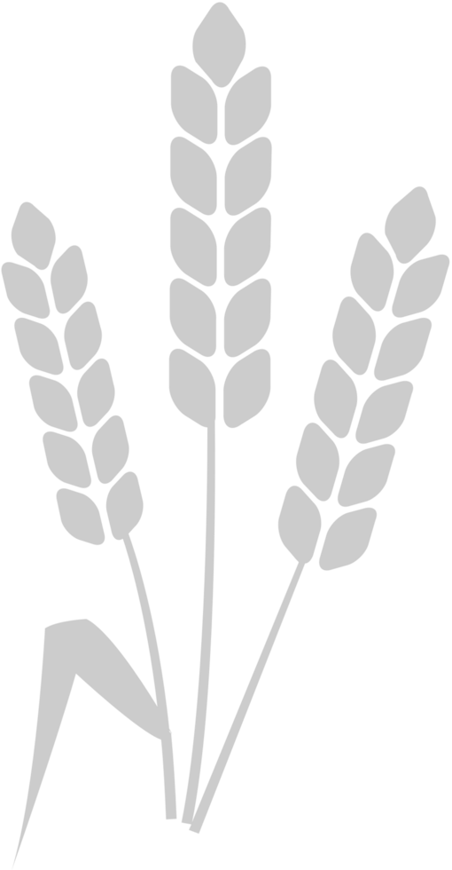 Farm wheat vector