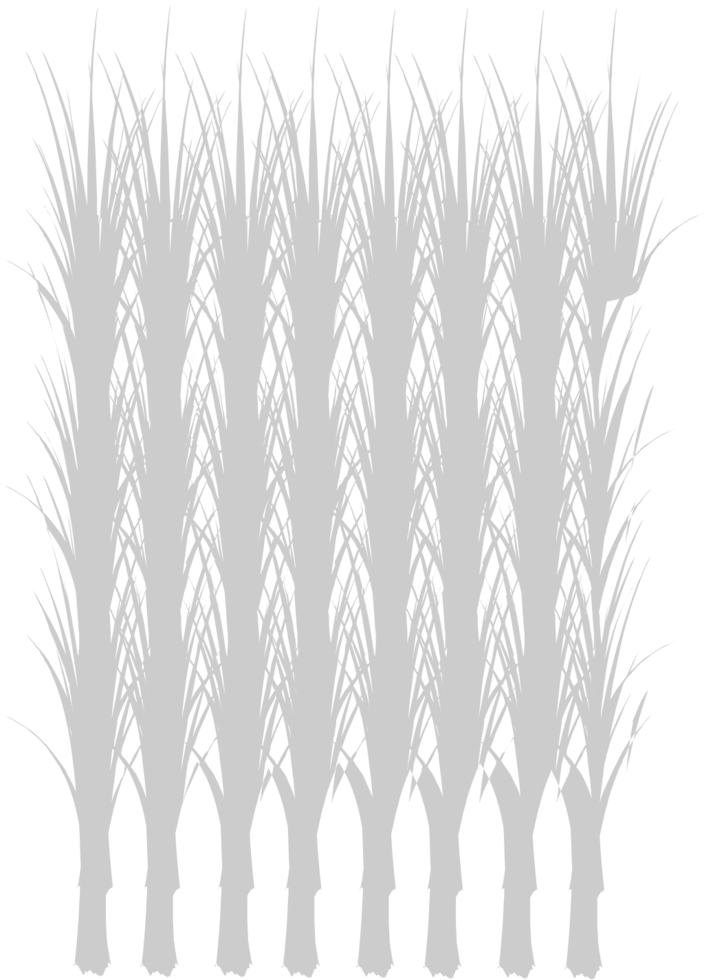 Farm wheat vector