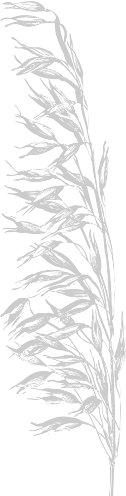 Farm wheat vector