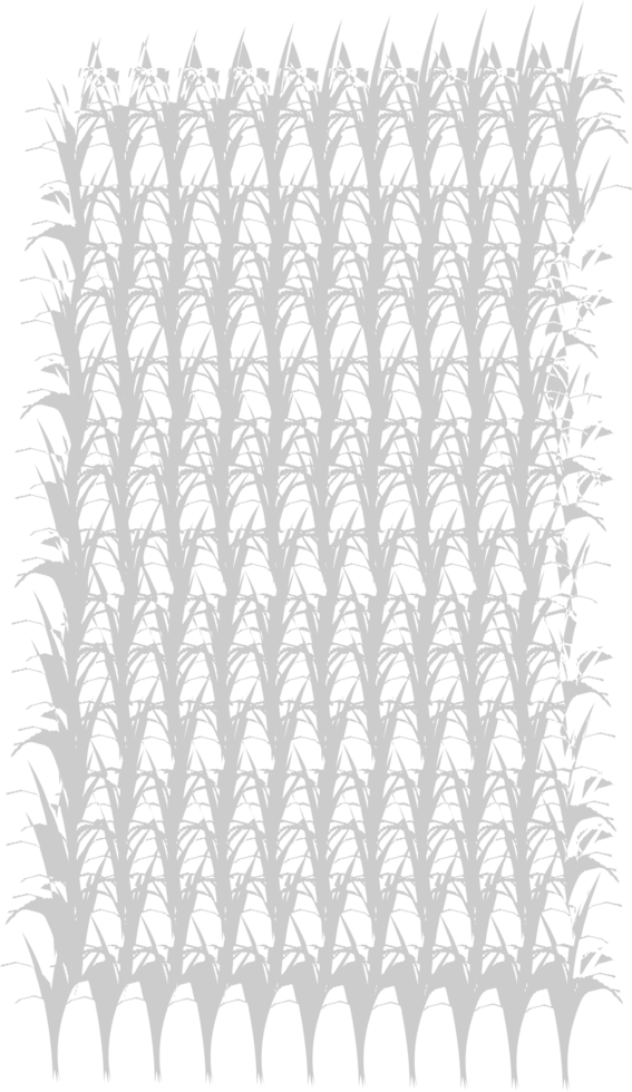 Farm wheat vector