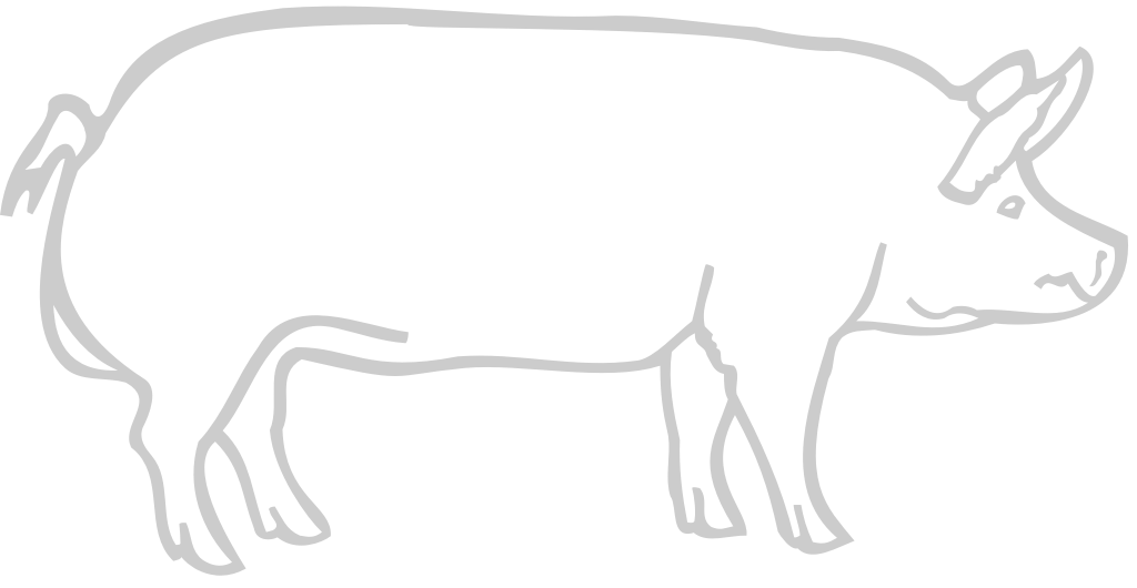 Farm animal pig vector