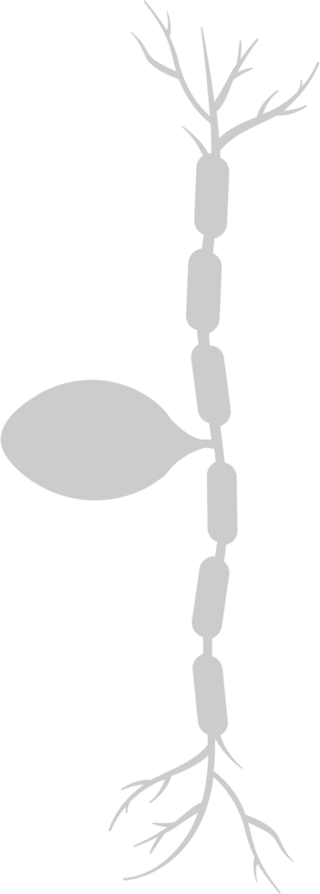 Neuron biology vector