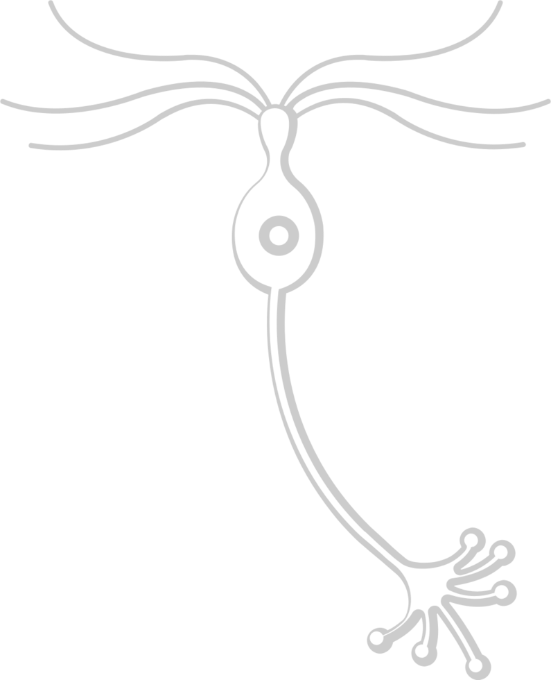 Neuron biology vector