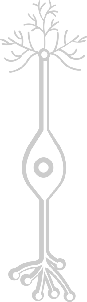 Neuron biology vector