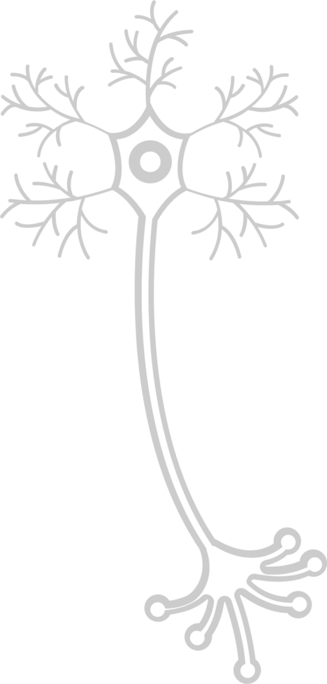 Neuron biology vector