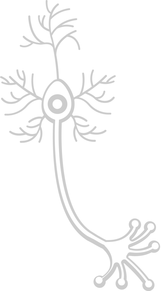 Neuron biology vector