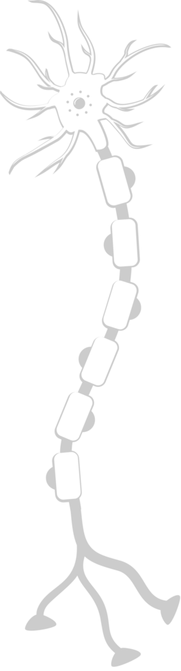 Neuron biology vector