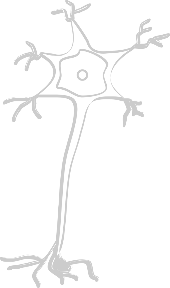 Neuron biology vector