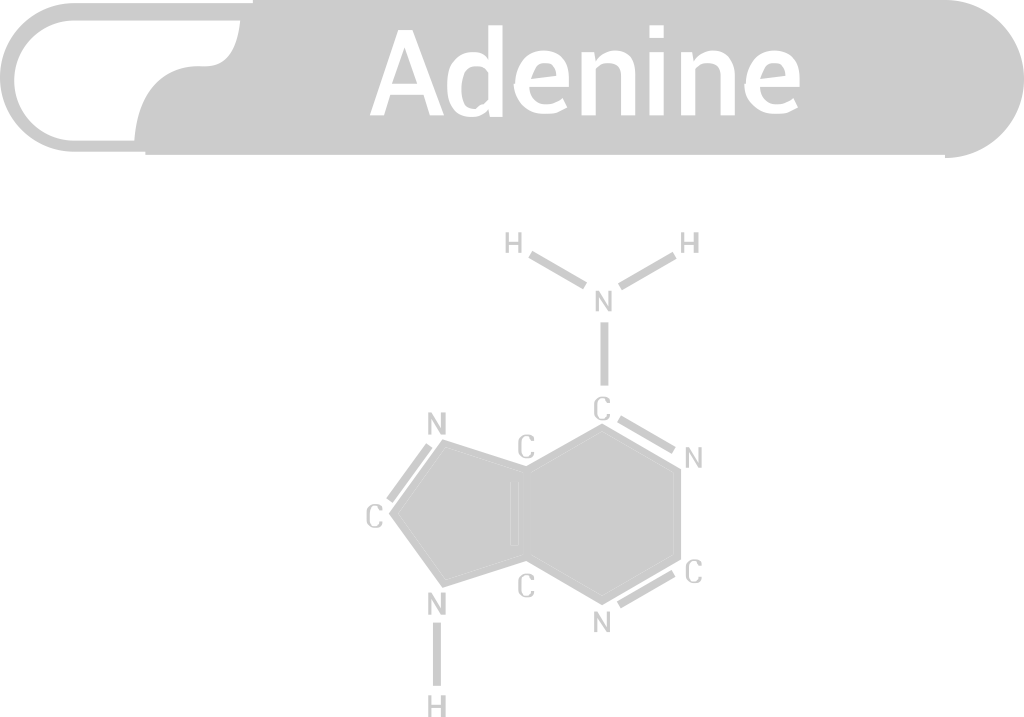 Biology DNA vector