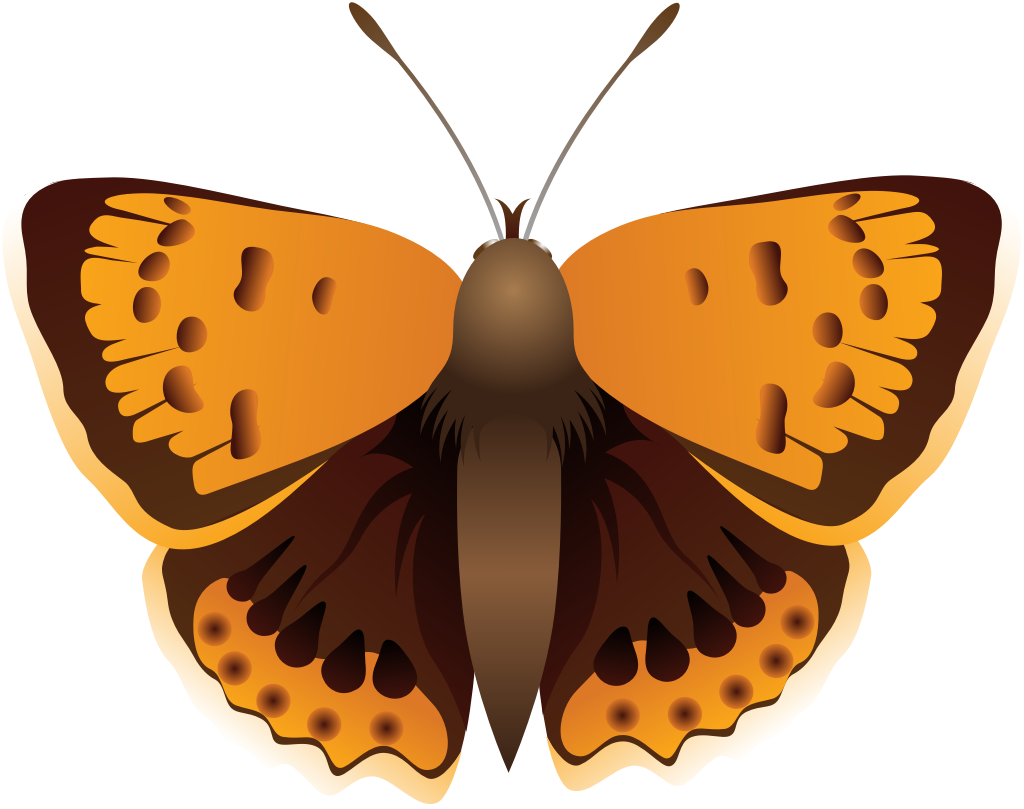 Butterfly vector