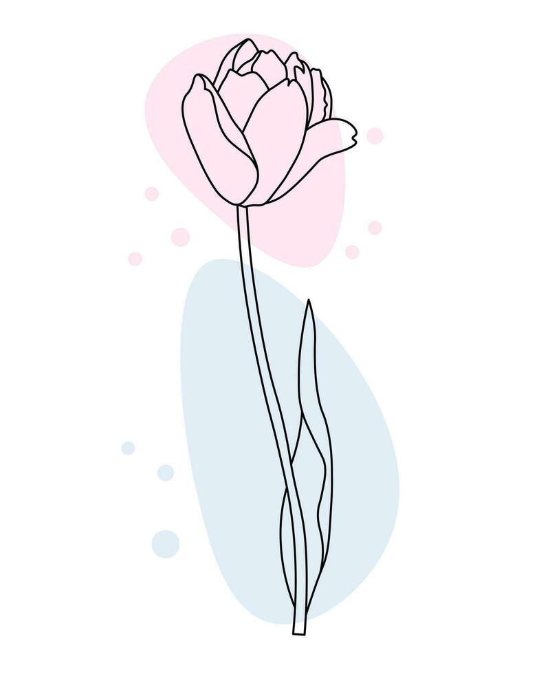 Outline tulip flower with pastel color spots added, line art. Floral poster, postcard, vector