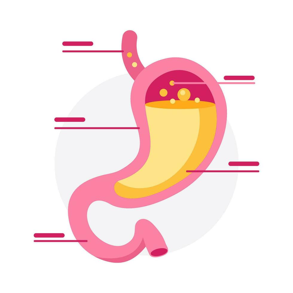 Stylized flat design vector illustration of a human stomach with gastric acid, depicting digestive health and stomach functions