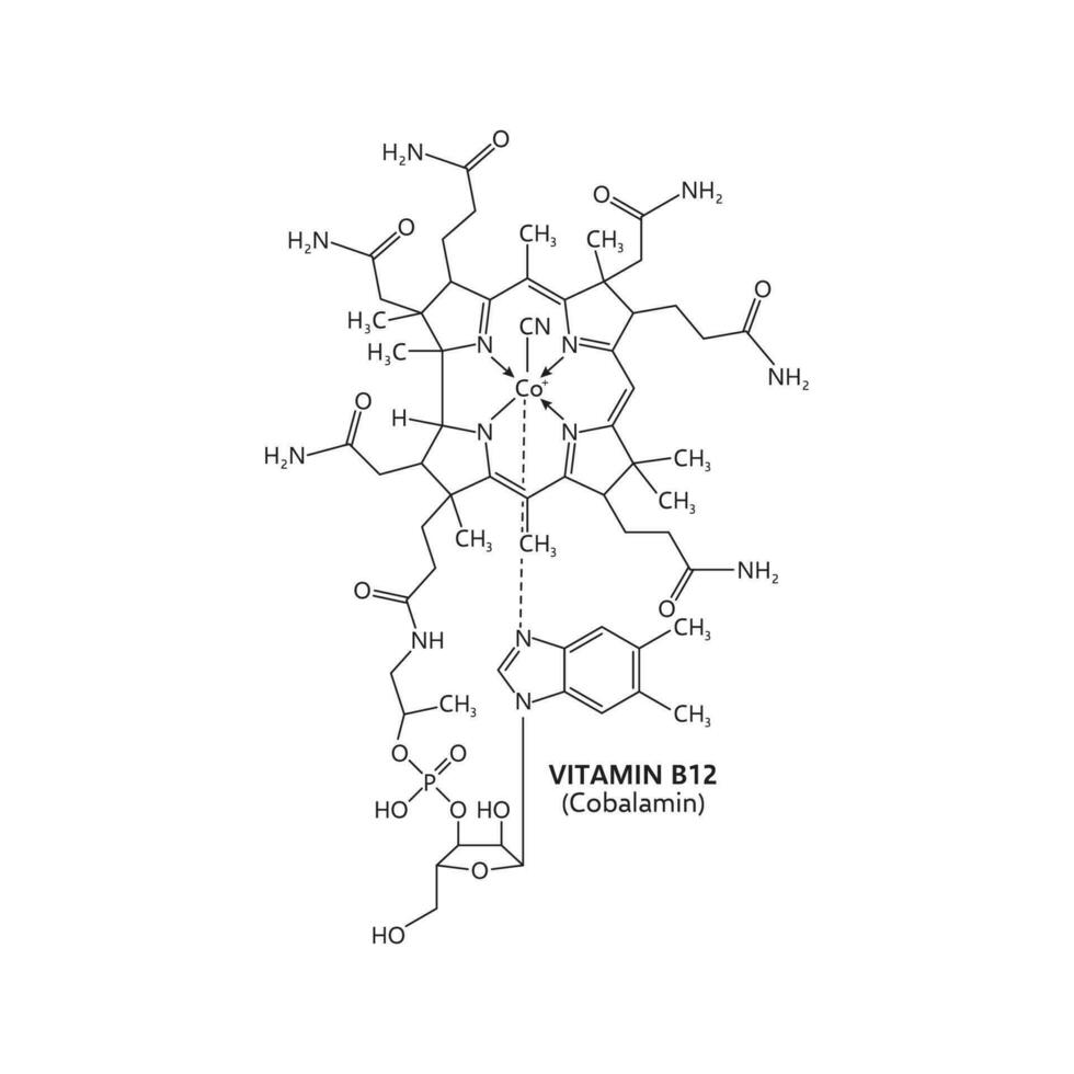 Vitamin b12 cobalamin essential for nerve function vector