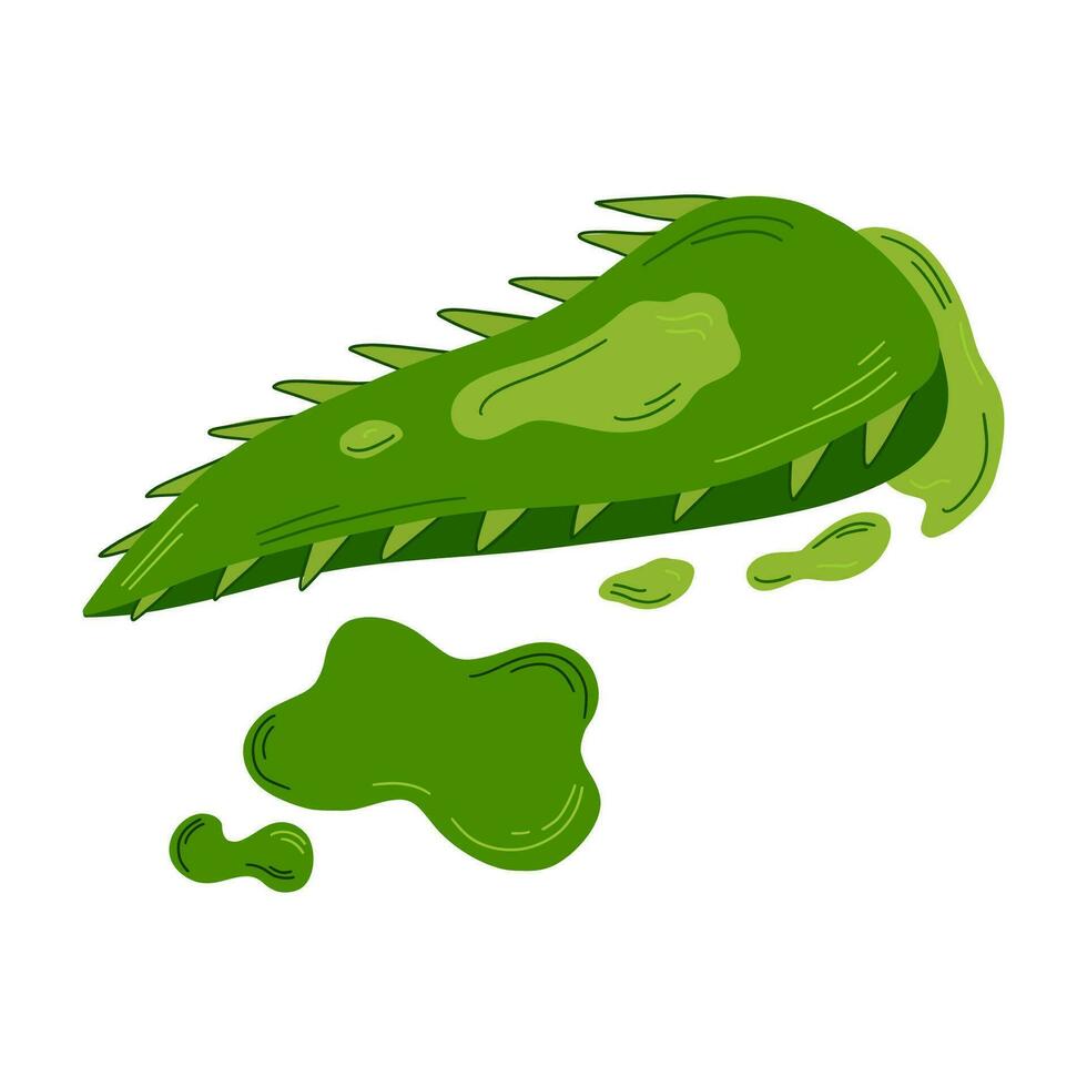 Aloe vera slices. Sliced aloe vera leaf isolated on white background.  Fresh tropical succulent plant concept for agricultural icon. vector