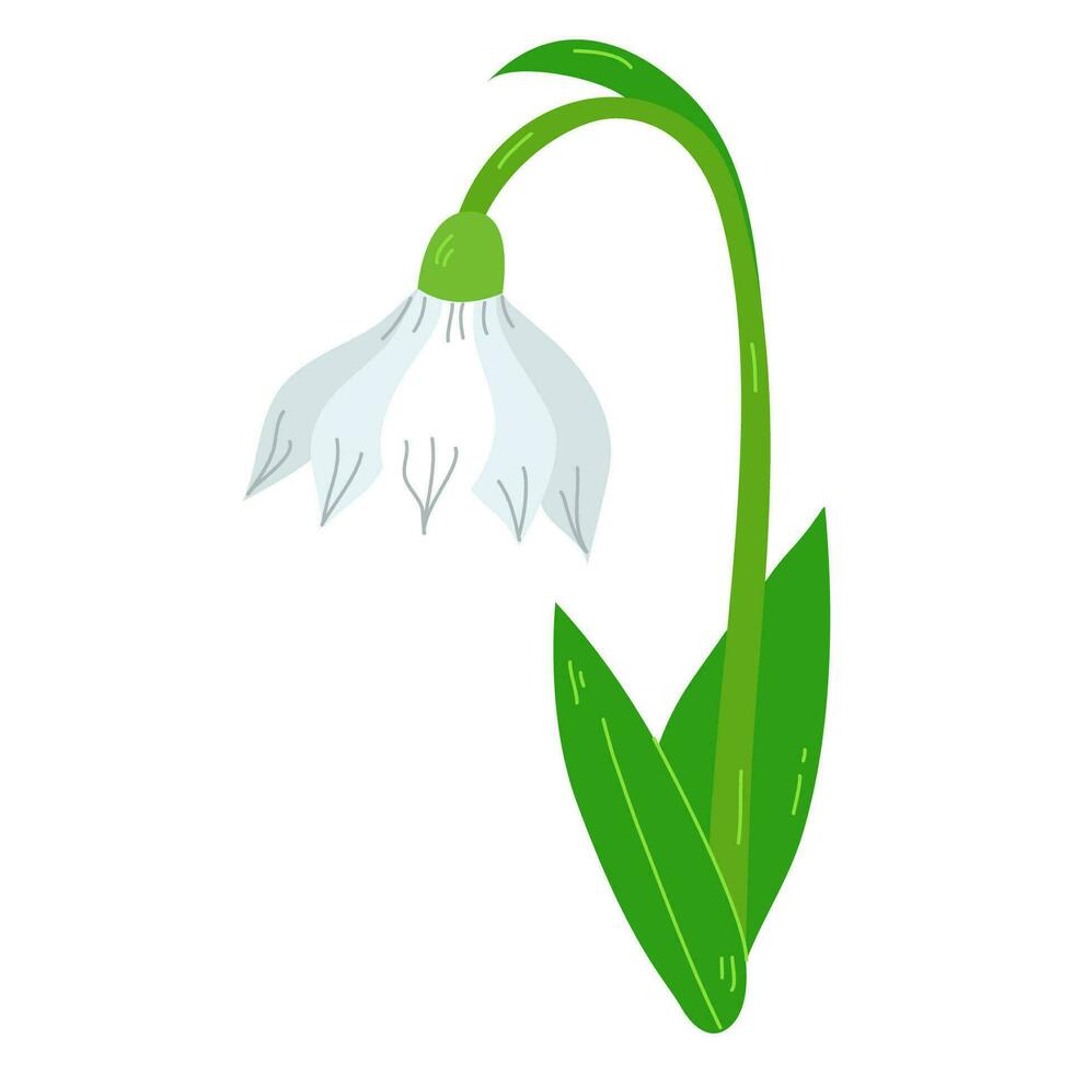 Beautiful vector snowdrops. First spring flowers.Snowdrops blossoming through the snow. Simple vector flat illustration.