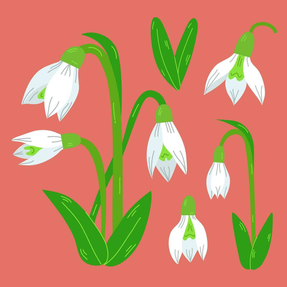 Snowdrops. Set of white flowers and green leaves of blooming snowdrop.Collection of Botanical illustration. Spring bouquet of snowdrops. vector