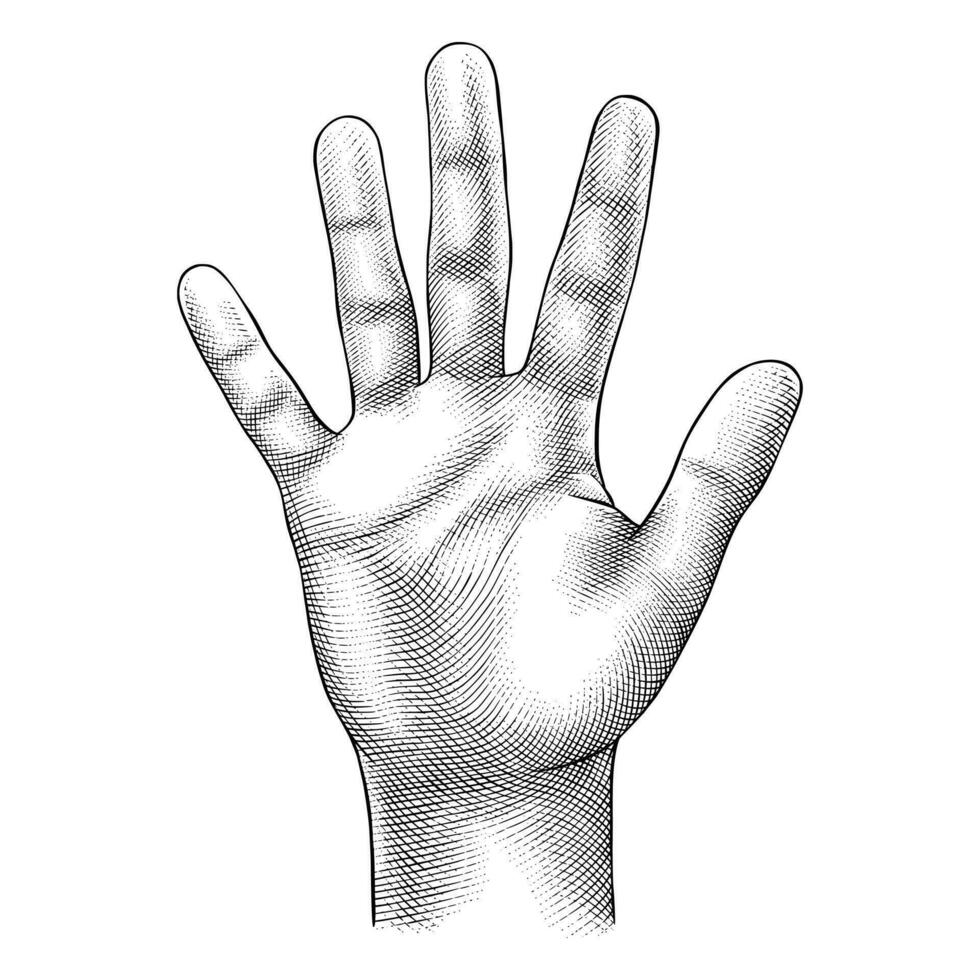 Open Palms illustration vector