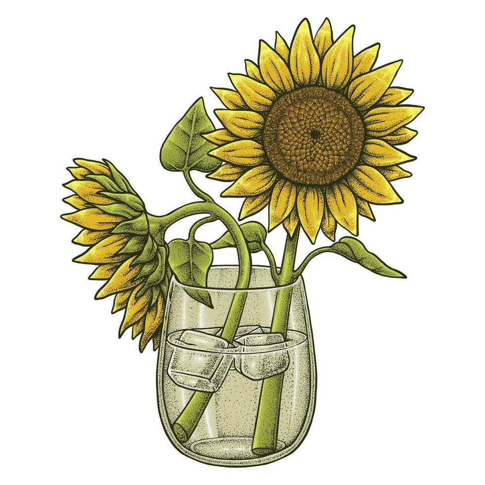 Sunflower illustration full color vector